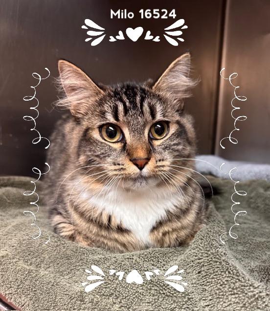 Enlarge MILO, an adopted Domestic Short Hair in Marietta, GA image 3/4