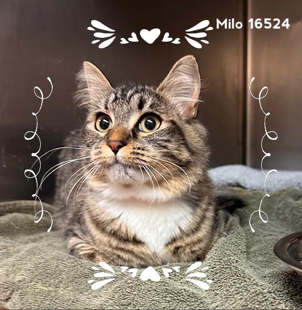 Enlarge MILO, an adopted Domestic Short Hair in Marietta, GA image 4/4