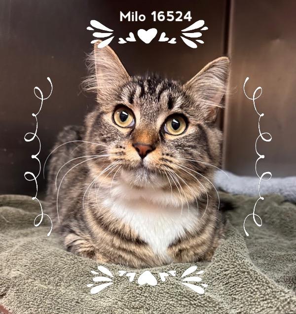 Enlarge MILO, an adopted Domestic Short Hair in Marietta, GA image 1/4