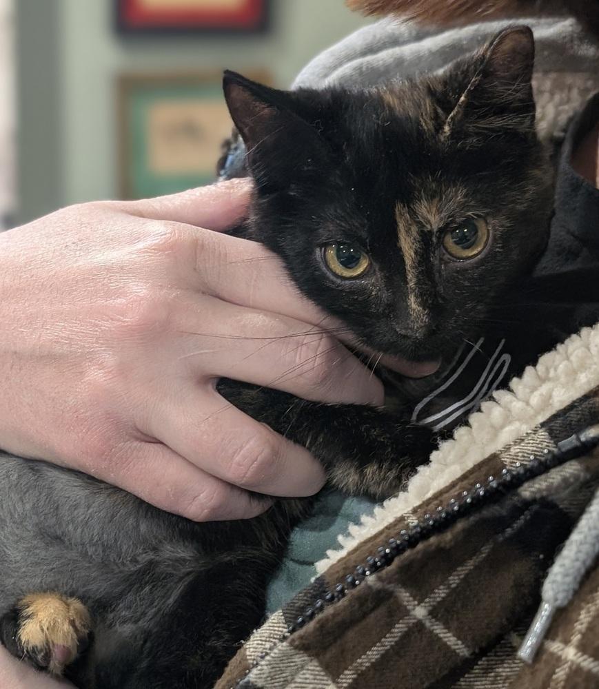 Sally, Adoptable, Kitten Female Domestic Short Hair.