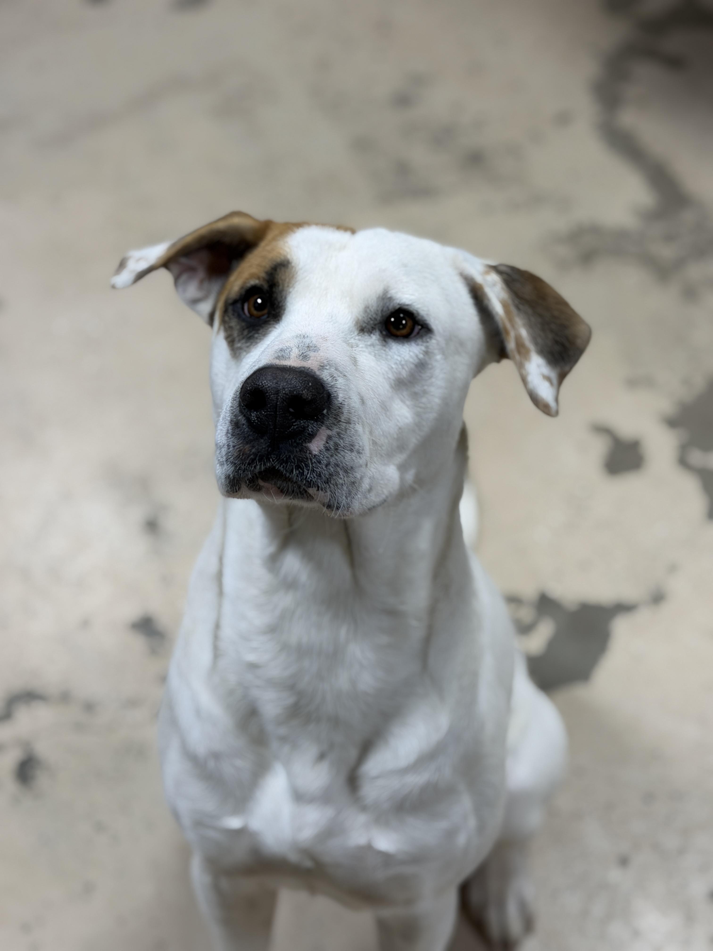 Enlarge Harry, a Adoptable mixed breed in Hawkins, TX image 2/5