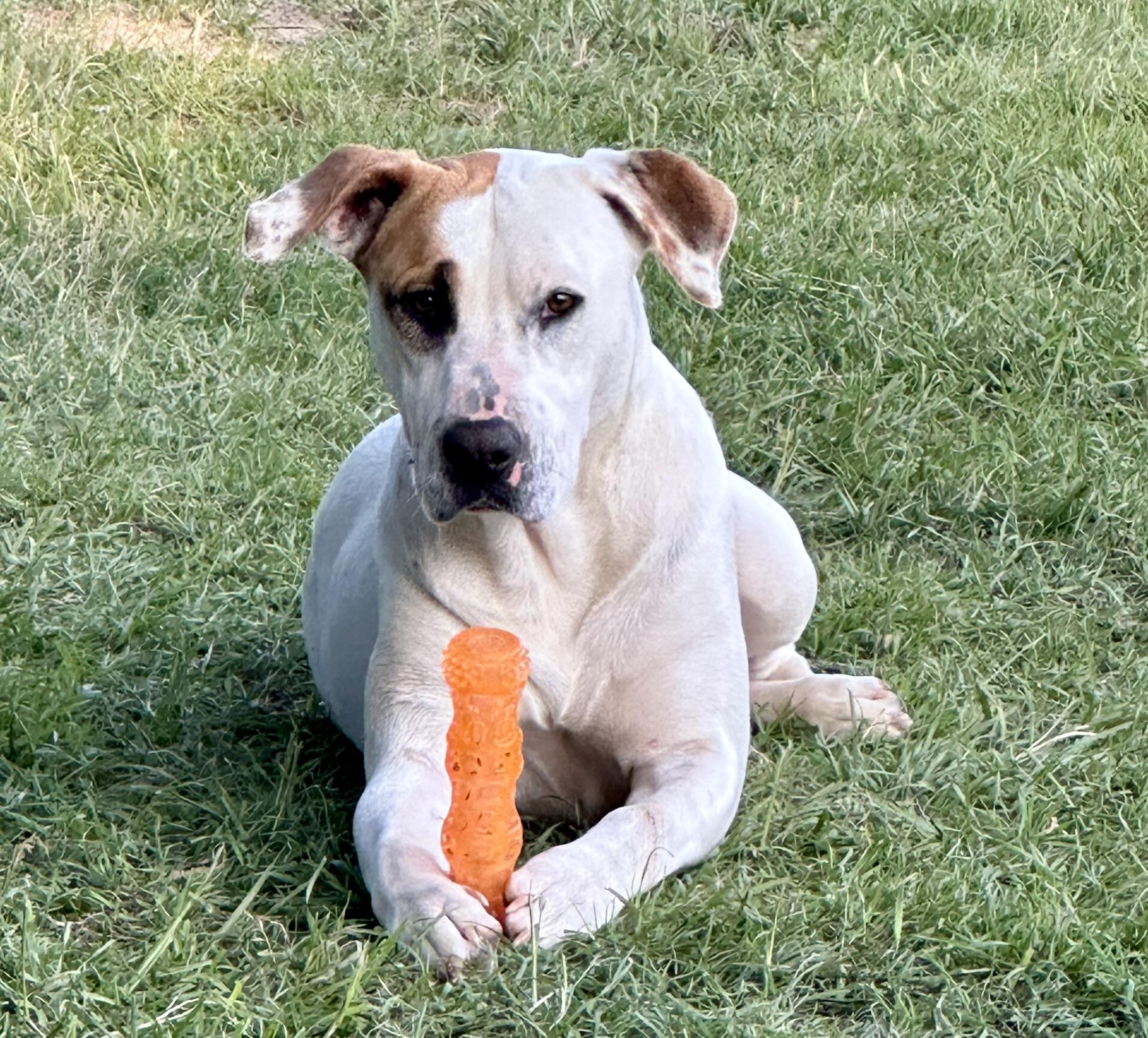 Enlarge Harry, a Adoptable mixed breed in Hawkins, TX image 6/6