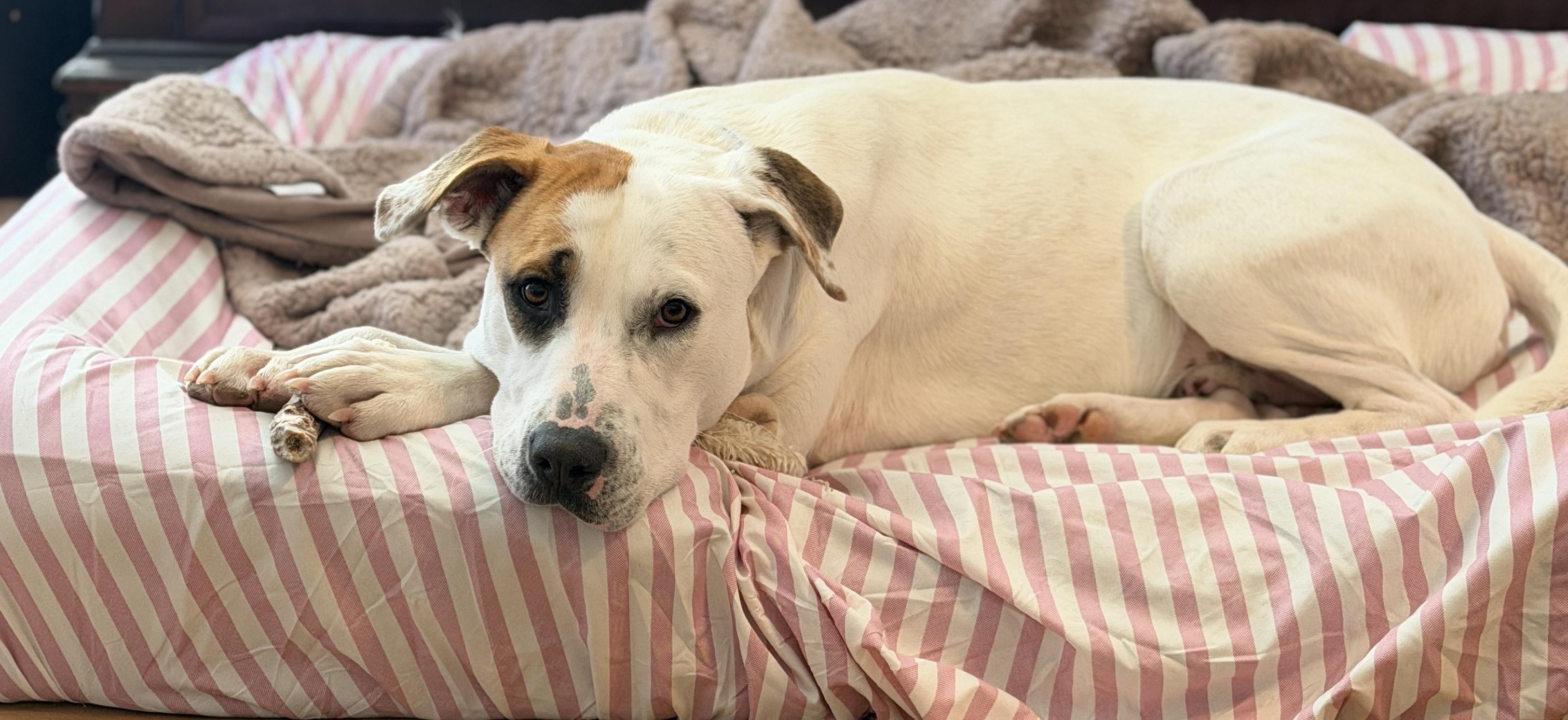 Enlarge Harry, a Adoptable mixed breed in Hawkins, TX image 1/5