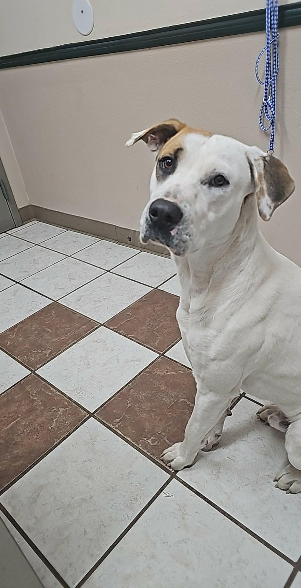 Enlarge Harry, a Adoptable mixed breed in Hawkins, TX image 4/5