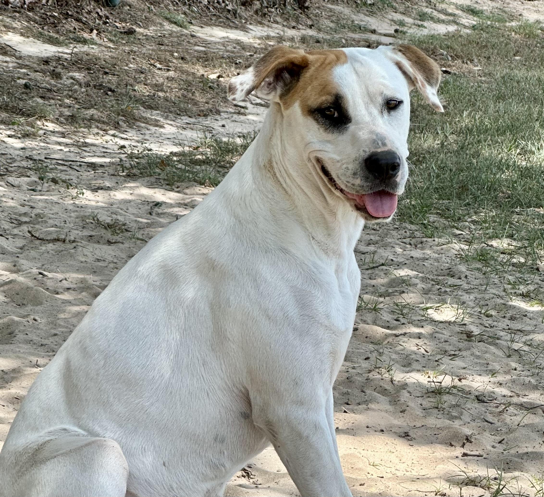 Enlarge Harry, a Adoptable mixed breed in Hawkins, TX image 5/6