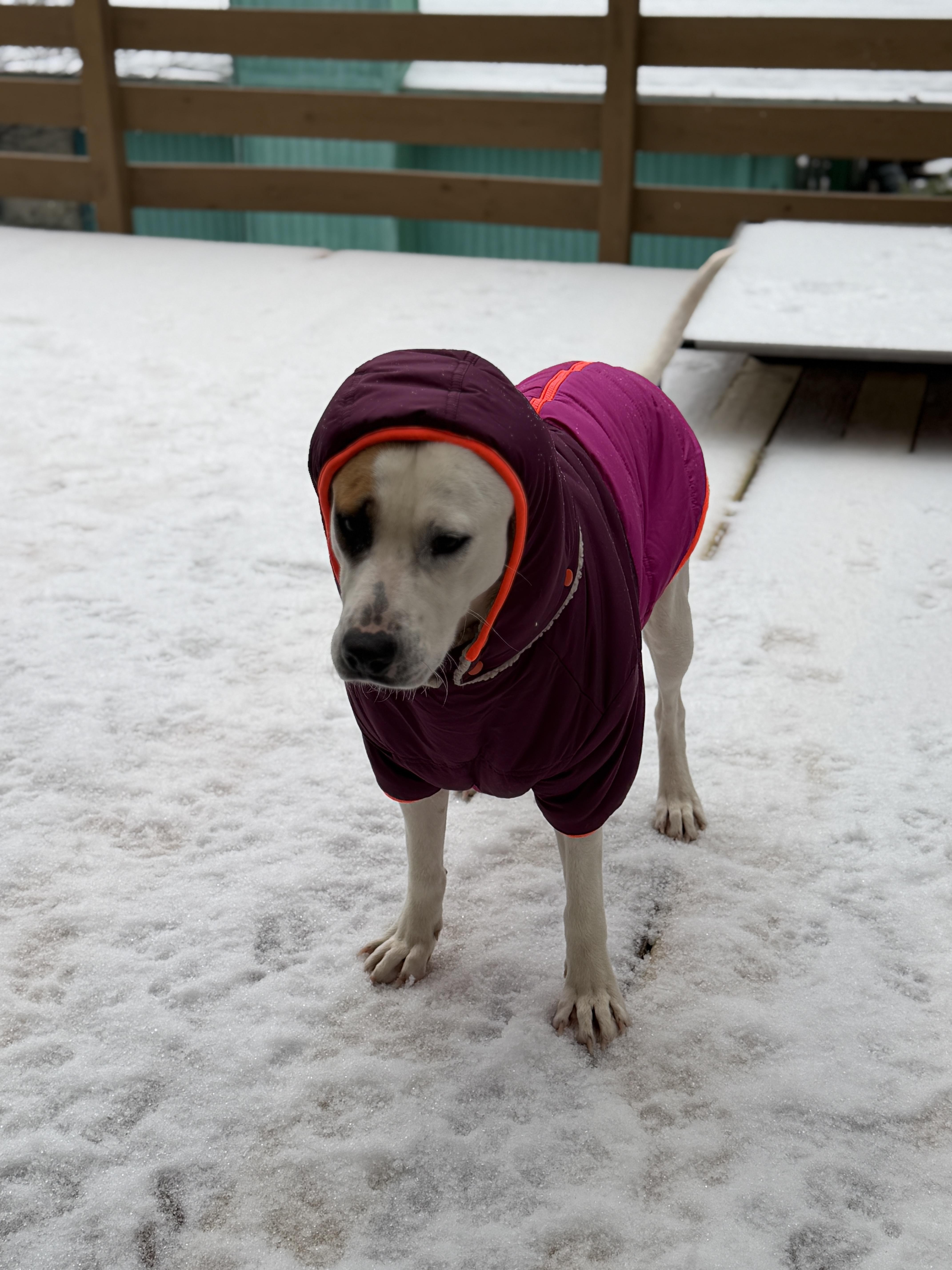 Enlarge Harry, a Adoptable mixed breed in Hawkins, TX image 3/5