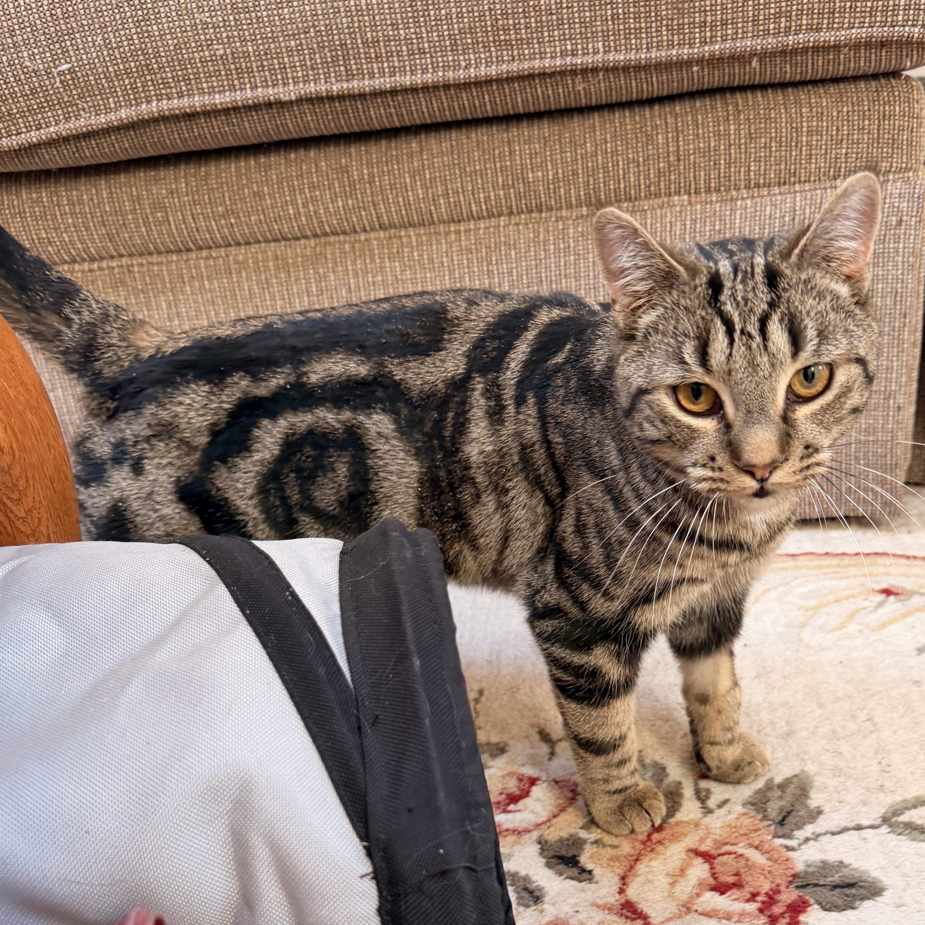 Enlarge Cocoa Puff, an adopted mixed breed in Scranton, PA image 6/6