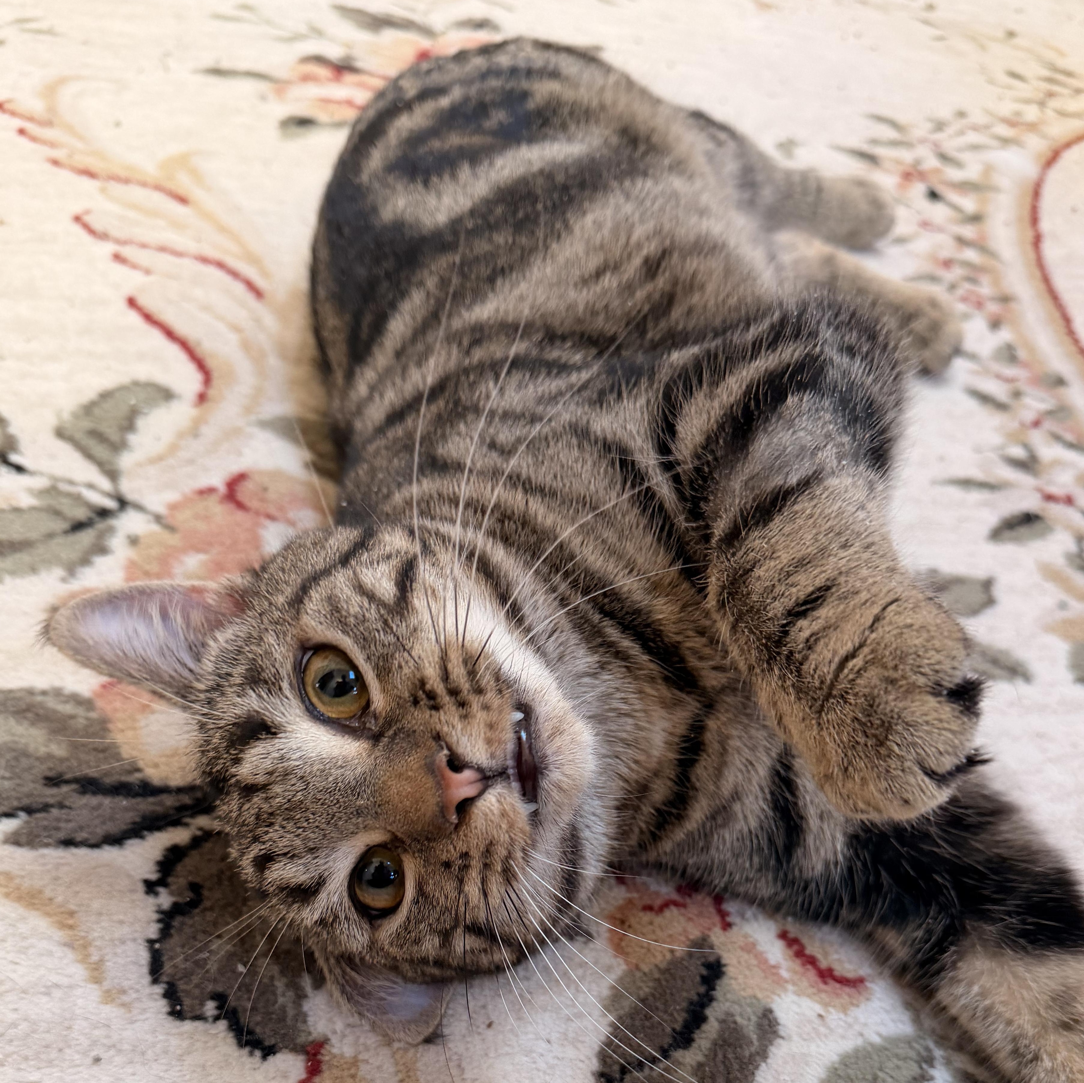 Cocoa Puff, adopted, Kitten Female Domestic Short Hair & Tabby.