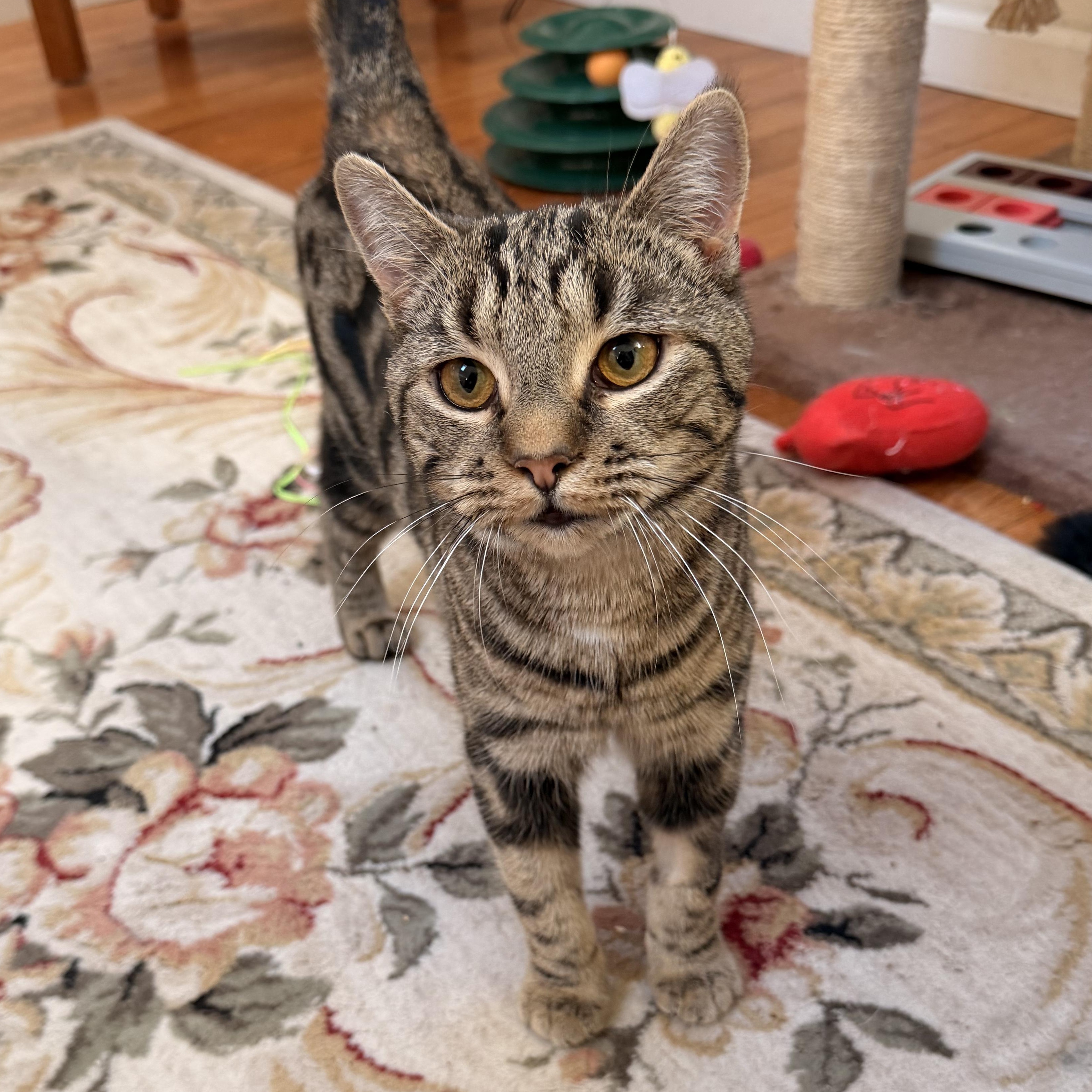 Enlarge Cocoa Puff, an adopted mixed breed in Scranton, PA image 5/6