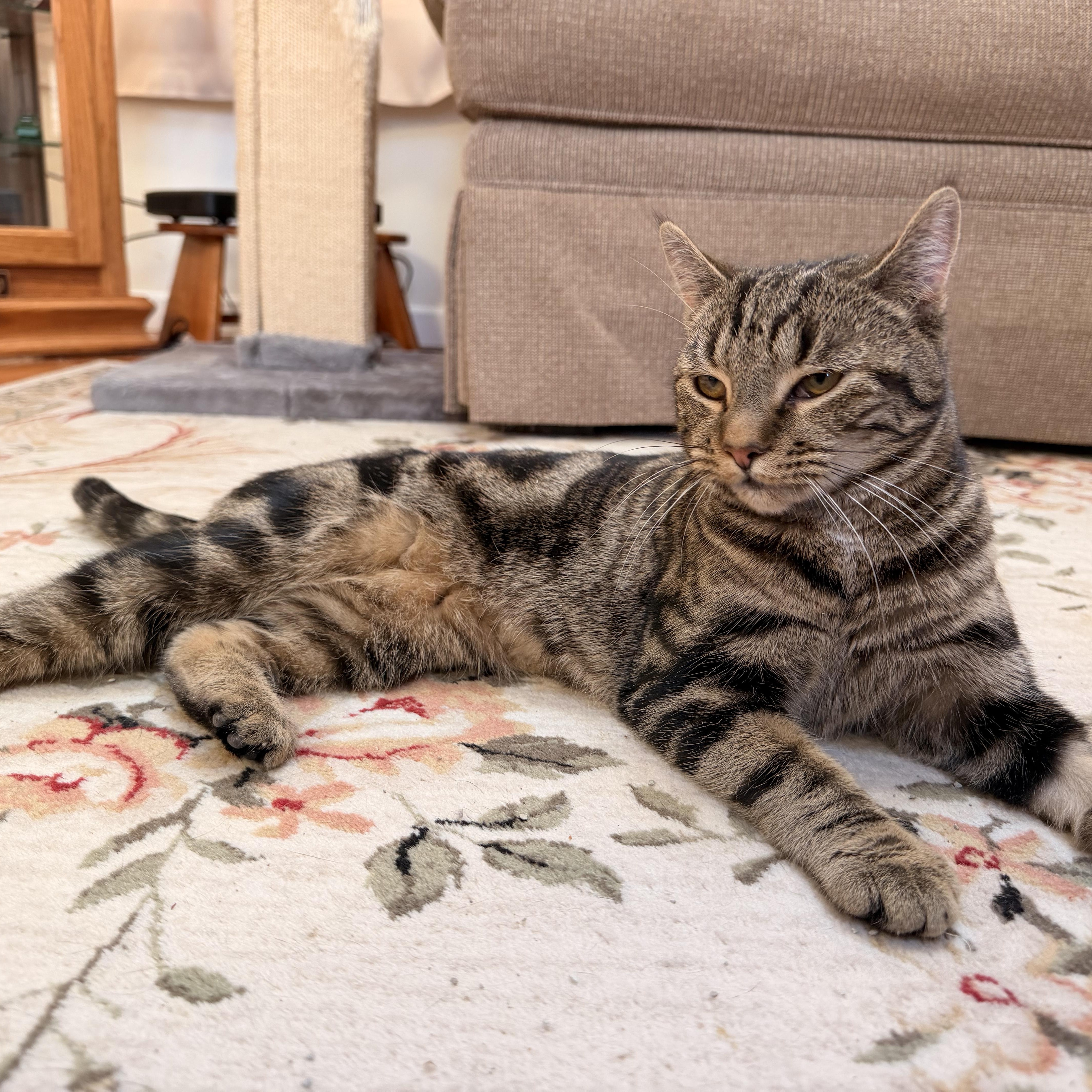 Enlarge Cocoa Puff, an adopted mixed breed in Scranton, PA image 4/6