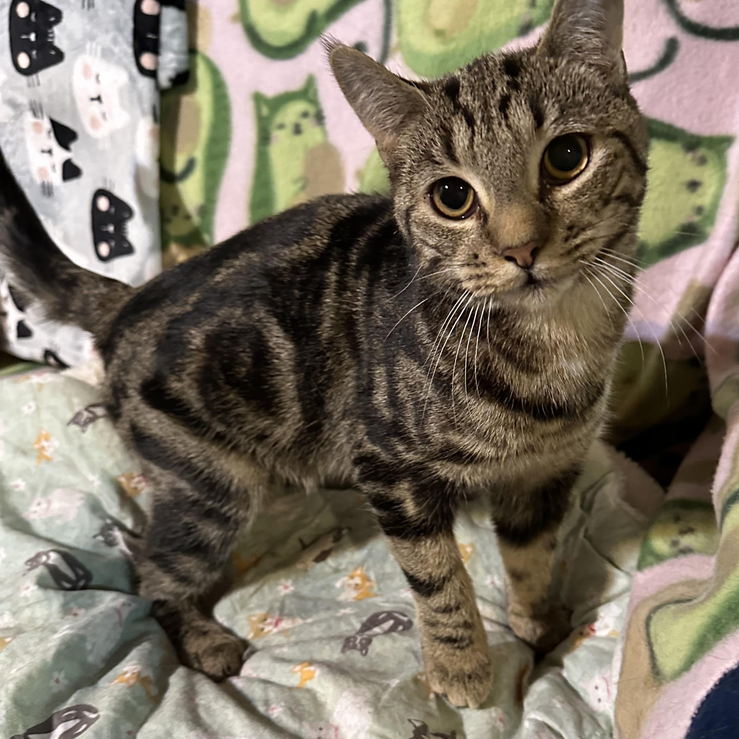 Enlarge Cocoa Puff, an adopted mixed breed in Scranton, PA image 2/6