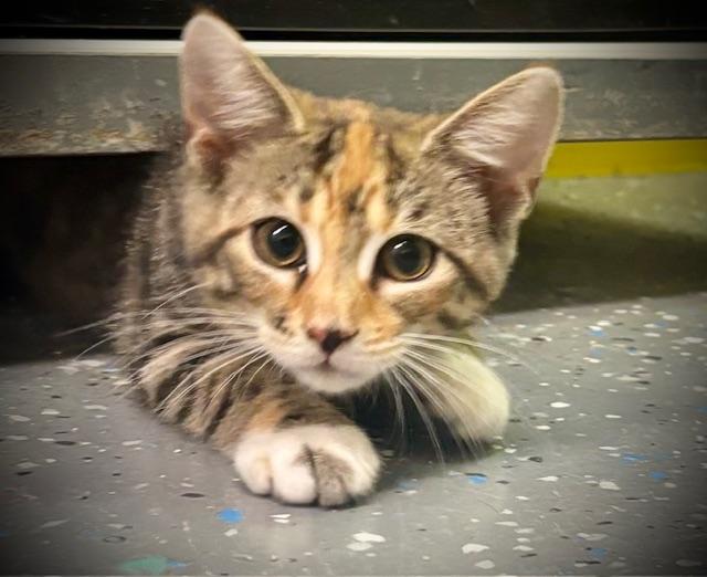 Piper