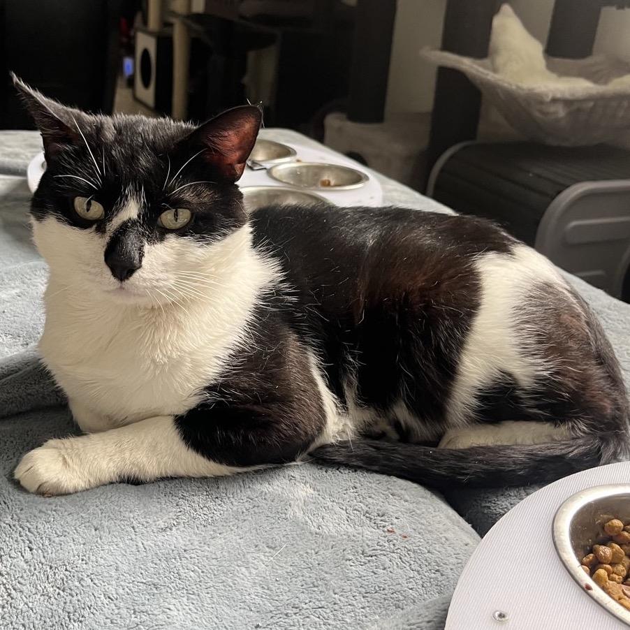 Enlarge Angler, a ADOPTABLE Domestic Short Hair in Bridgeville, PA image 1/1