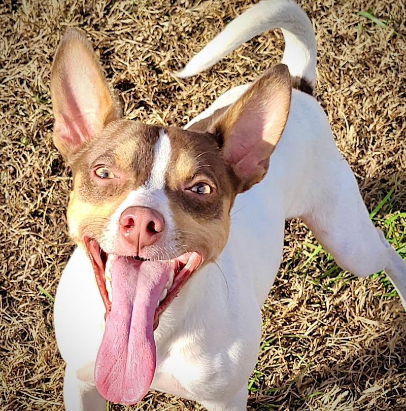 Enlarge Tanner (VA), a Adopted Rat Terrier in Atlanta, GA image 3/3