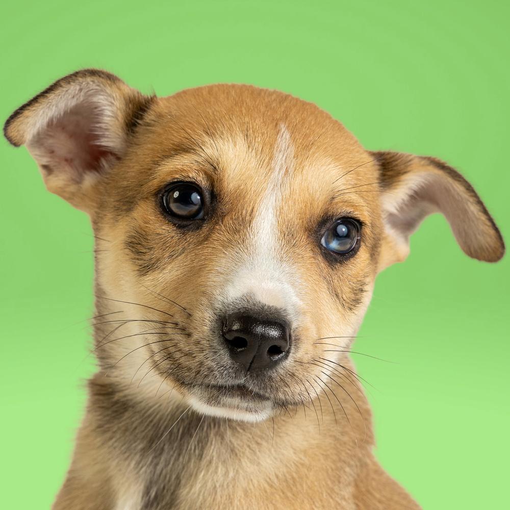 AAD New Arrival! Shrek - 26076, Adoptable, Puppy Male Husky.