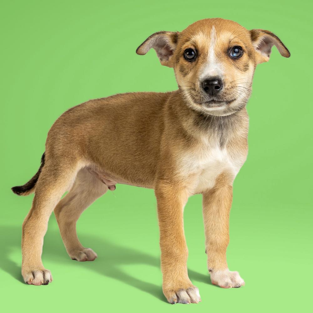Enlarge AAD New Arrival!  Shrek - 26076, a Adoptable mixed breed in Armonk, NY image 2/3
