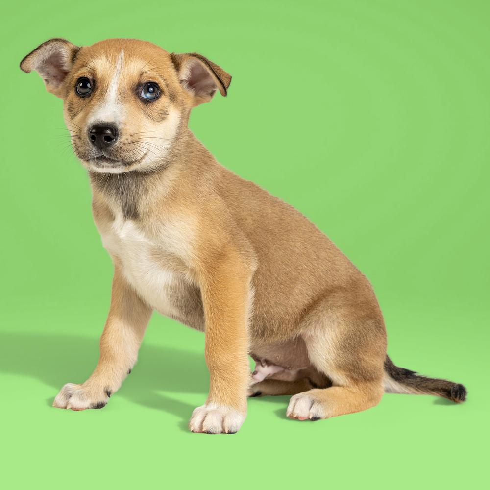 Enlarge AAD New Arrival!  Shrek - 26076, a Adoptable mixed breed in Armonk, NY image 3/3