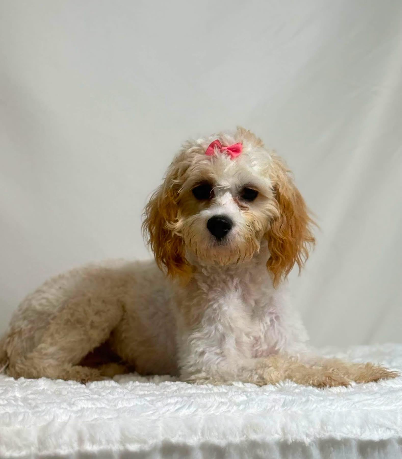 Enlarge Pipsqueak, a ADOPTABLE Cavachon in New Stanton, PA image 1/1