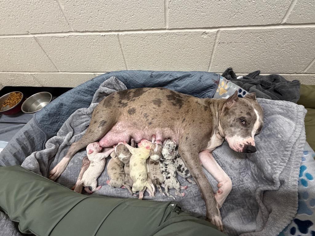Enlarge Penuche, a Adoptable mixed breed in Princeton, MA image 1/5