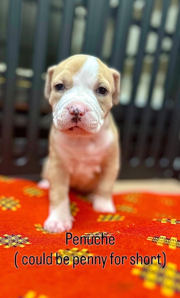 Enlarge Penuche, a Adoptable mixed breed in Princeton, MA image 2/5