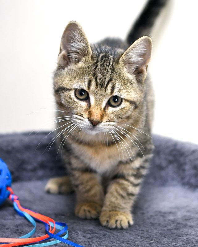 Iris, Adoptable, Kitten Female Domestic Short Hair.