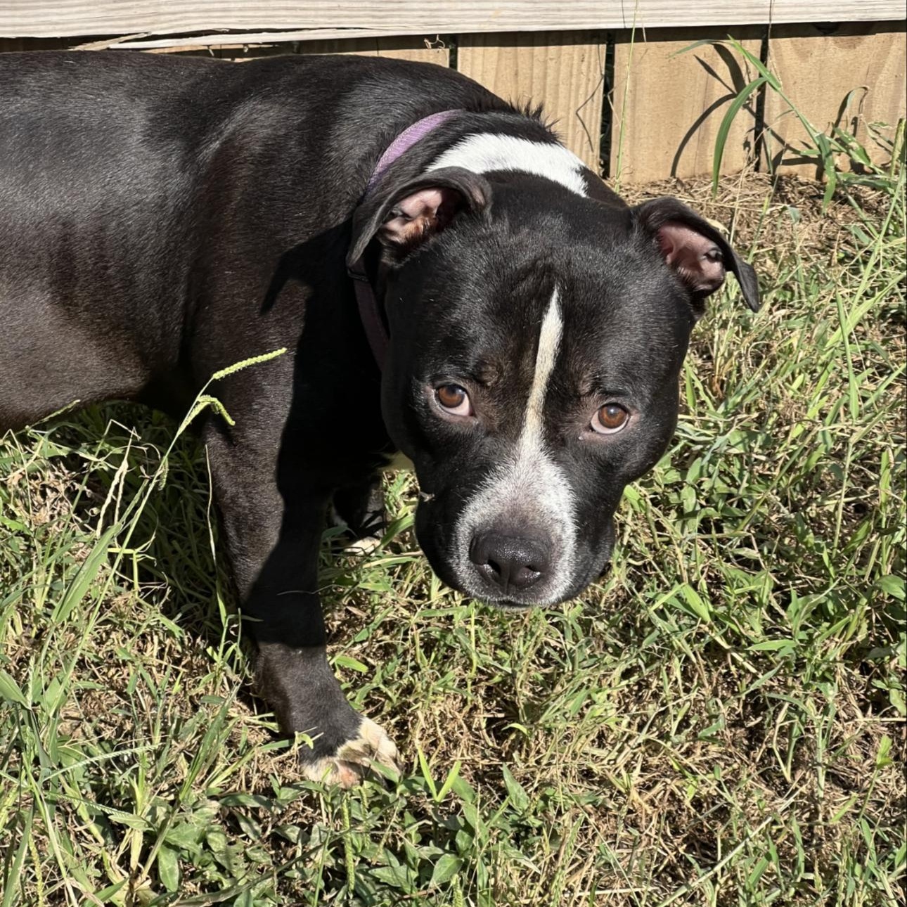 Enlarge Beck, a ADOPTABLE mixed breed in Huntersville , NC image 2/5