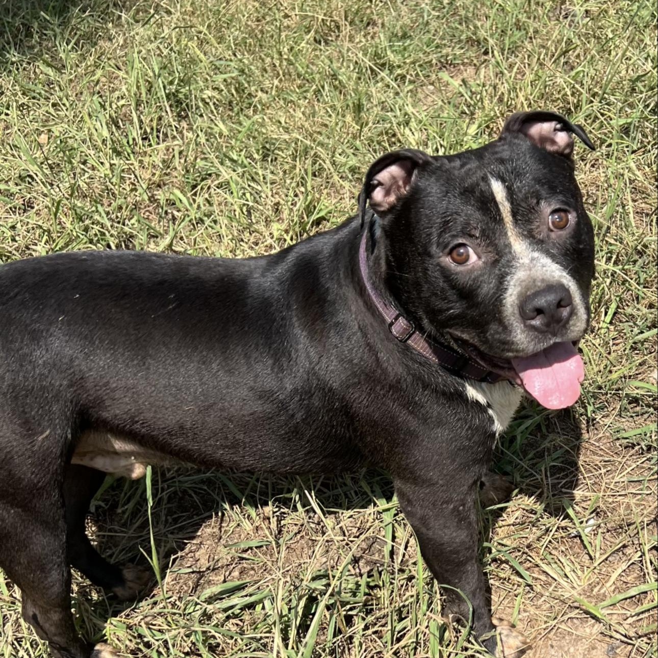 Enlarge Beck, a ADOPTABLE mixed breed in Huntersville , NC image 5/5