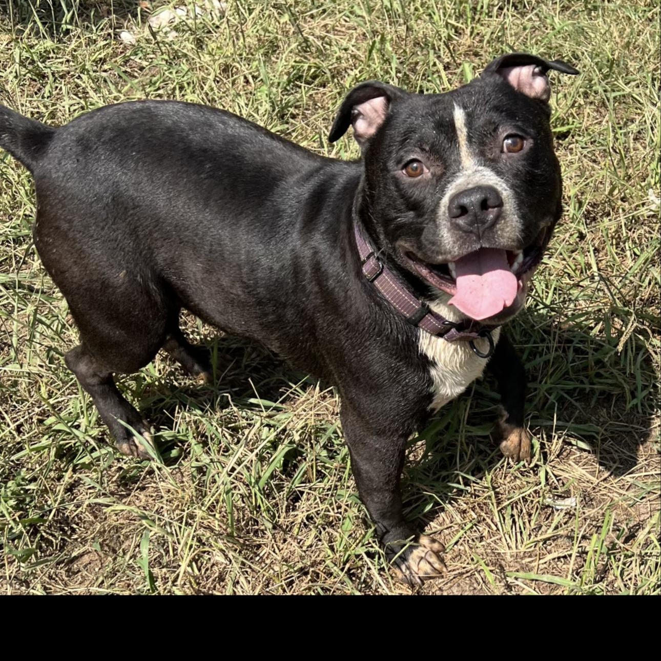 Beck, ADOPTABLE, Adult Male Pit Bull Terrier.