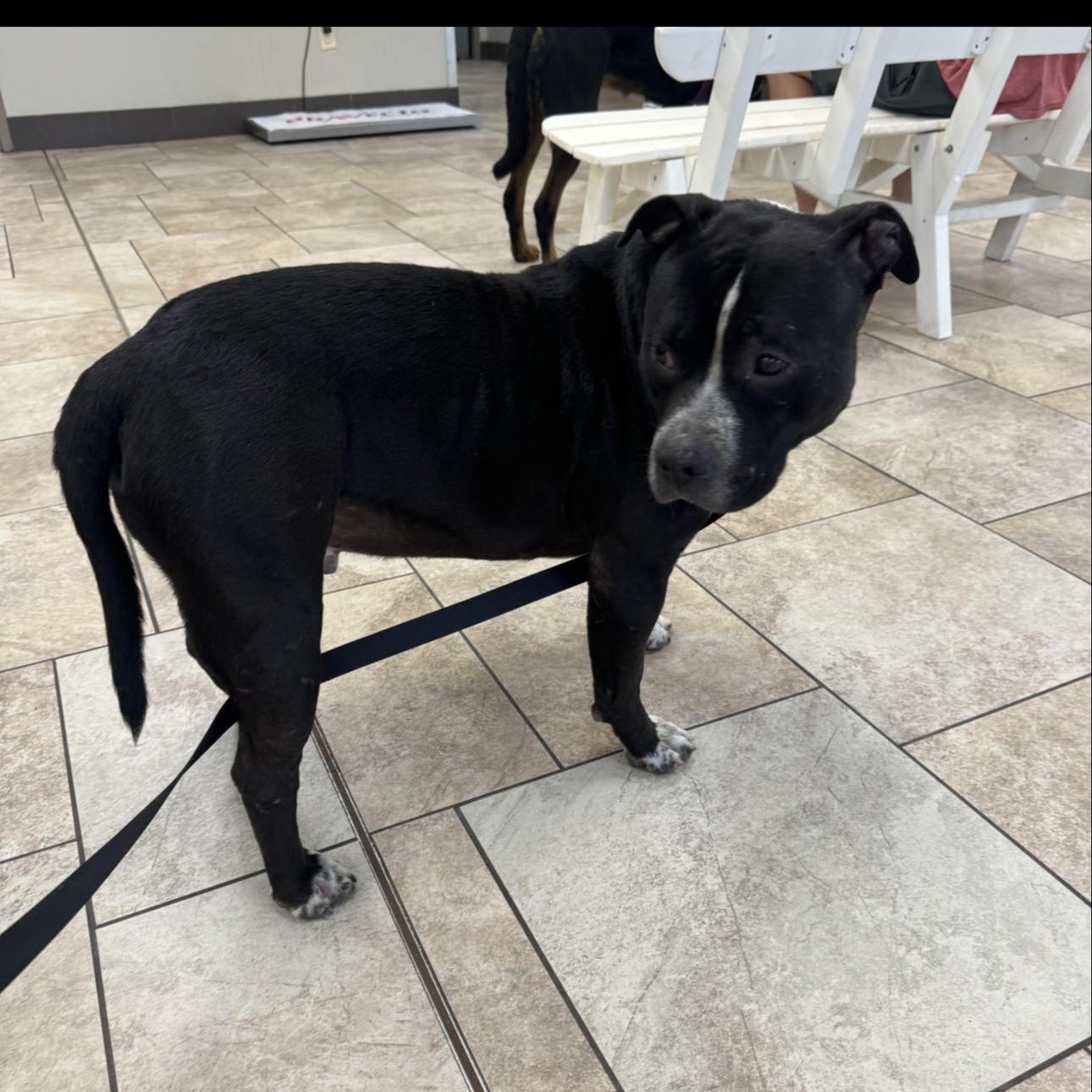 Enlarge Beck, a ADOPTABLE mixed breed in Huntersville , NC image 4/5