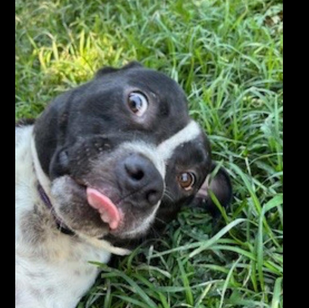 Enlarge Beck, a ADOPTABLE mixed breed in Huntersville , NC image 3/5