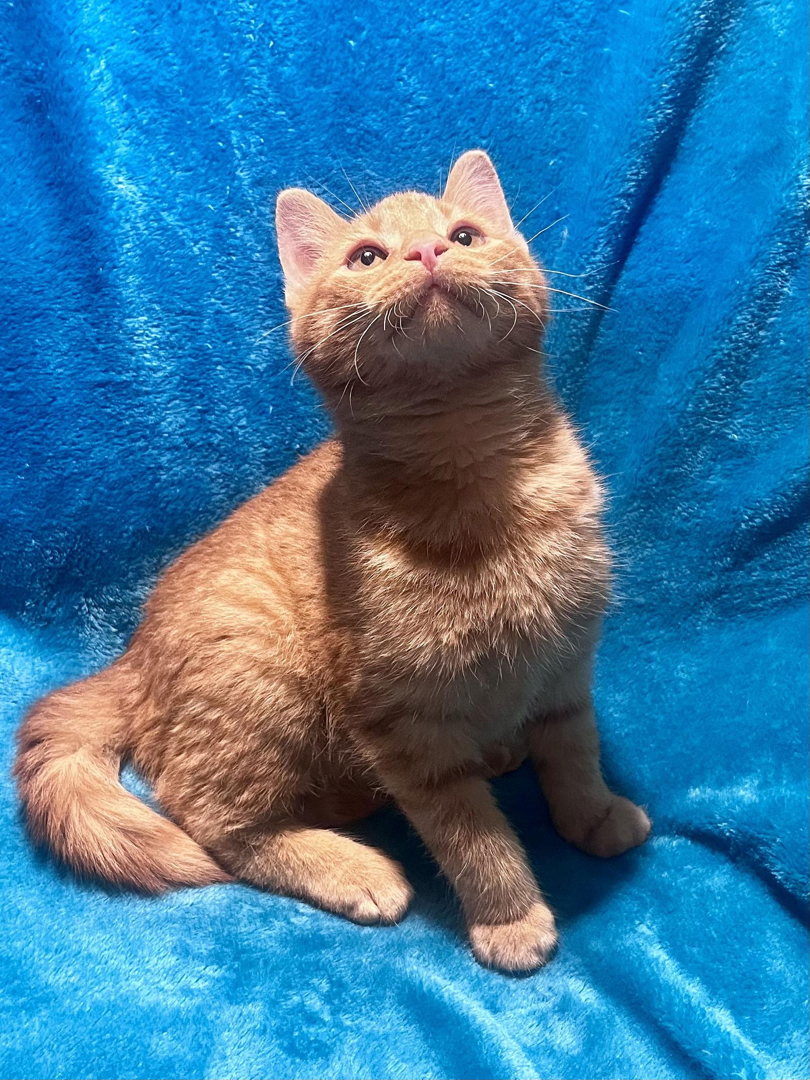 Dexter, Adoptable, Kitten Male Tabby & Domestic Short Hair.