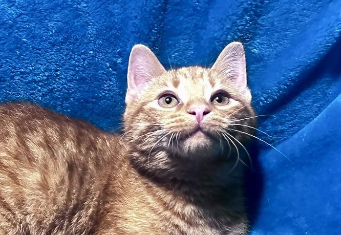 Enlarge Dexter, a Adoptable mixed breed in Cookeville, TN image 2/3