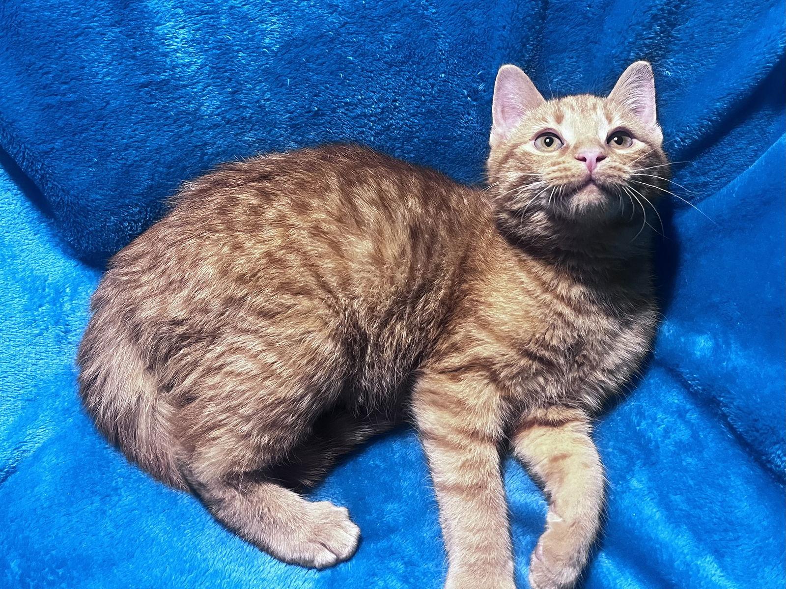 Enlarge Dexter, a Adoptable mixed breed in Cookeville, TN image 3/3