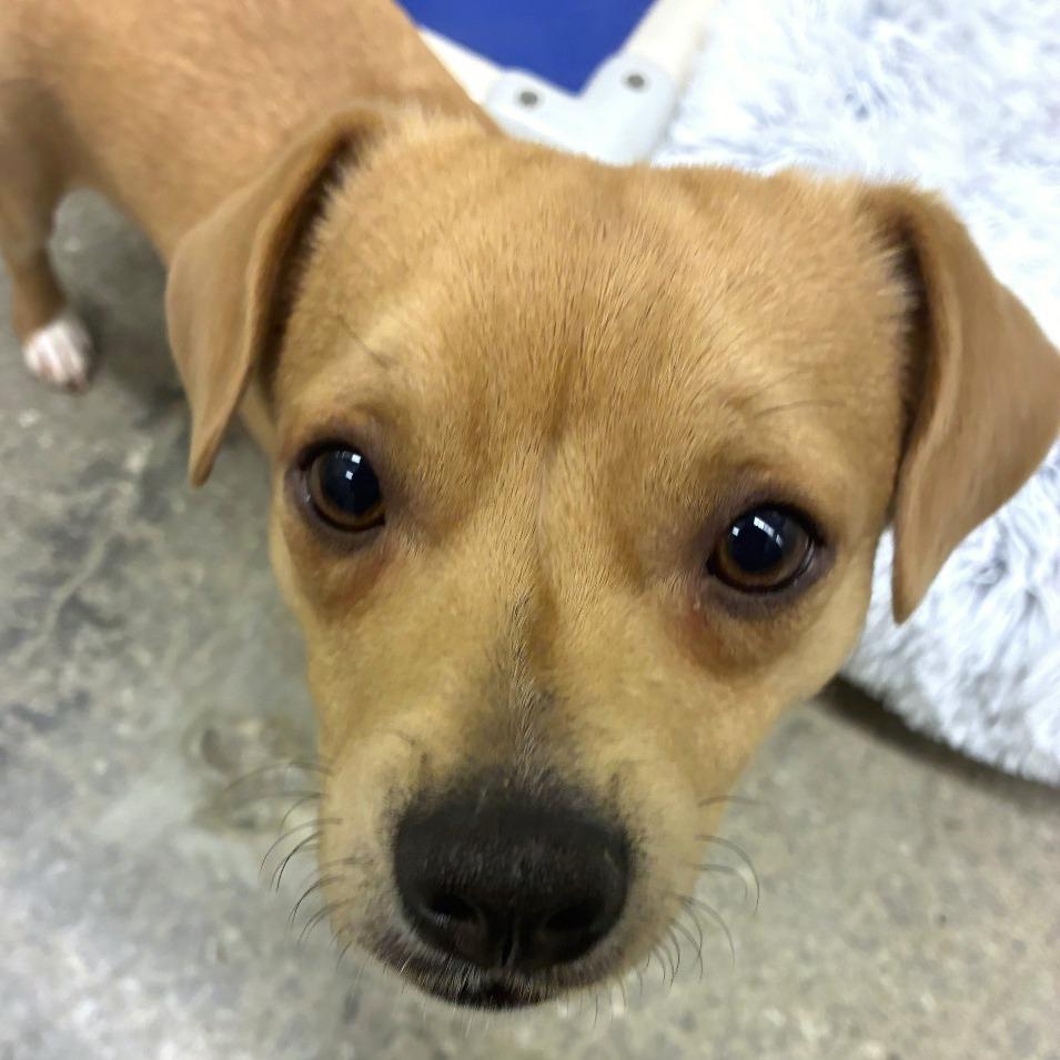 Enlarge Han, a Adoptable mixed breed in Woodinville, WA image 1/4