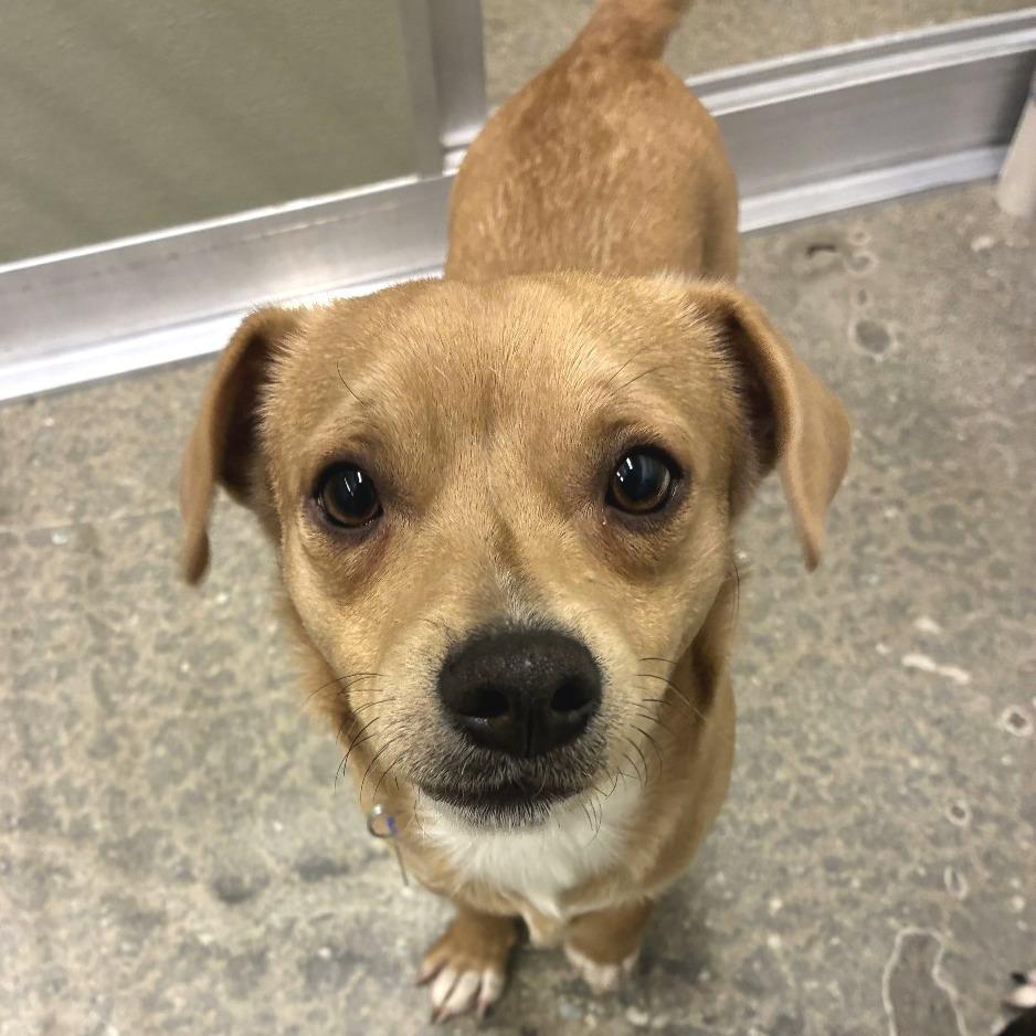 Enlarge Han, a Adoptable mixed breed in Woodinville, WA image 2/4