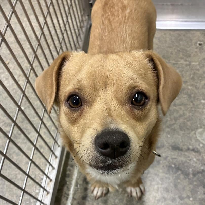 Enlarge Han, a Adoptable mixed breed in Woodinville, WA image 3/4