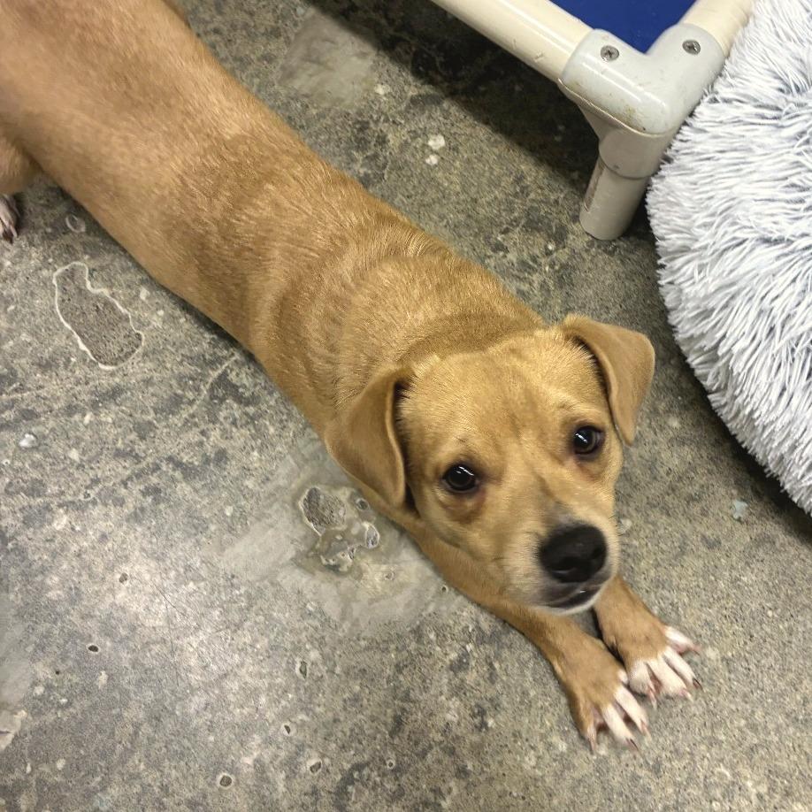 Enlarge Han, a Adoptable mixed breed in Woodinville, WA image 4/4