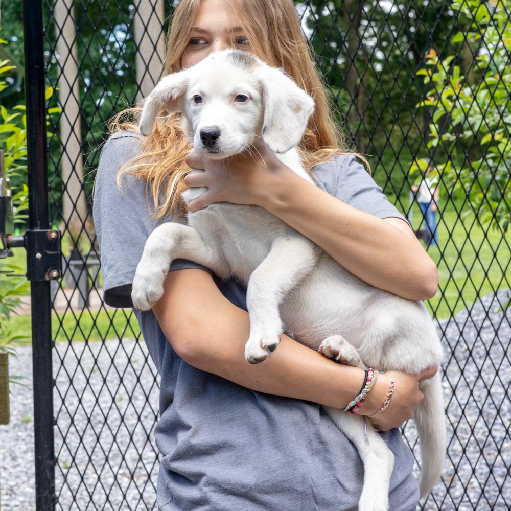 Enlarge Sophie (Female) , a Adoptable mixed breed in West Grove, PA image 4/5