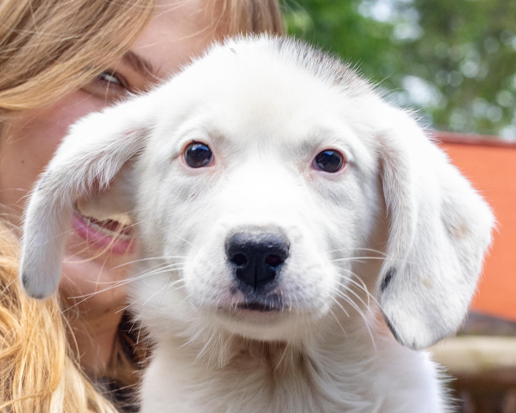 Enlarge Sophie (Female) , a Adoptable mixed breed in West Grove, PA image 5/5