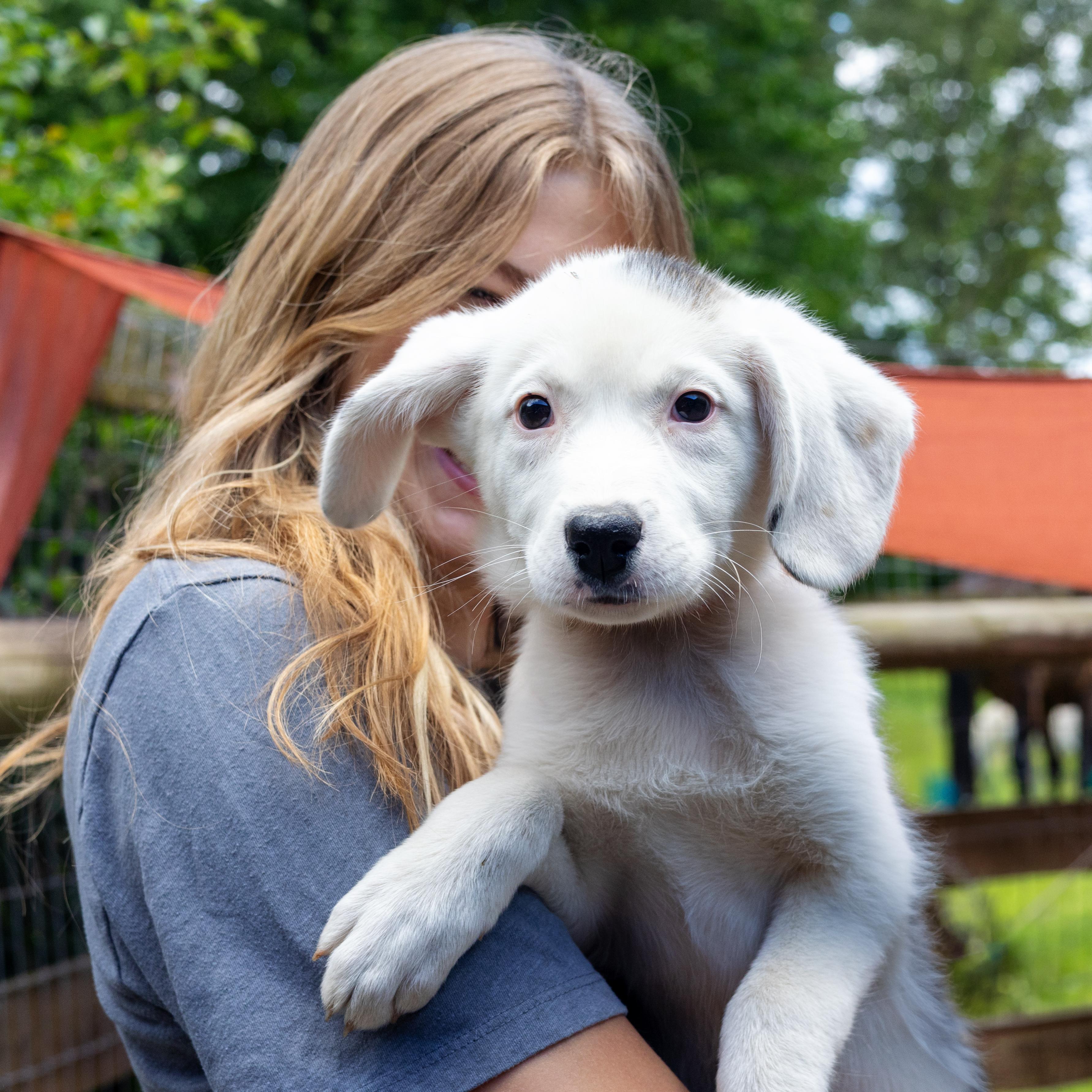 Enlarge Sophie (Female) , a Adoptable mixed breed in West Grove, PA image 2/5