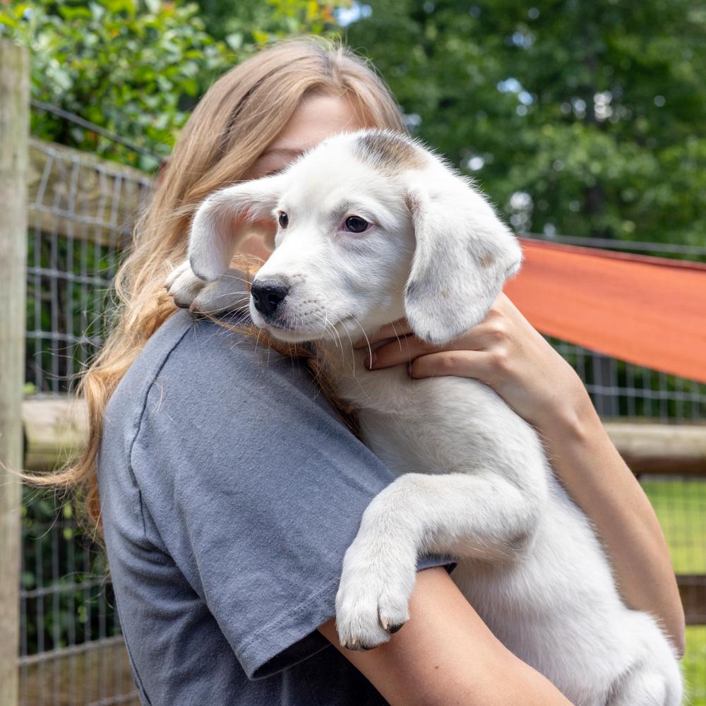 Sophie (Female) , Adoptable, Puppy Female Beagle & Husky.