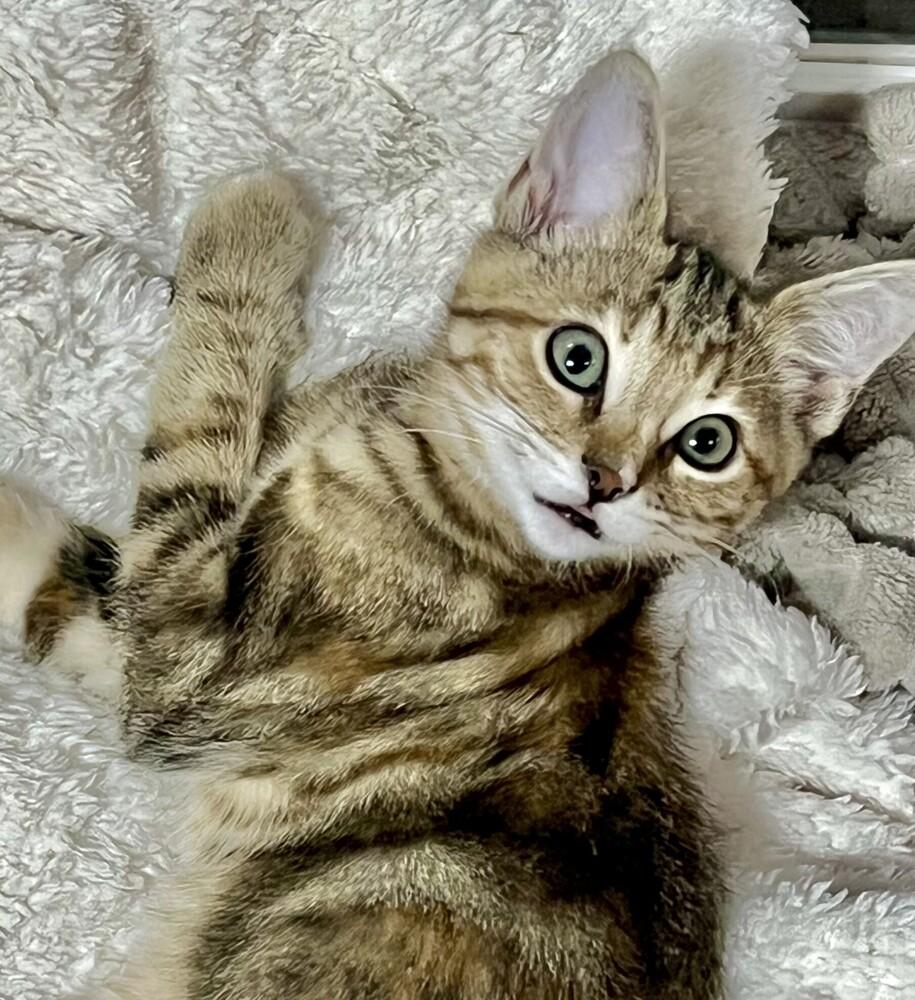 Enlarge Brookie, a Adoptable Domestic Short Hair in Salinas, CA image 1/6