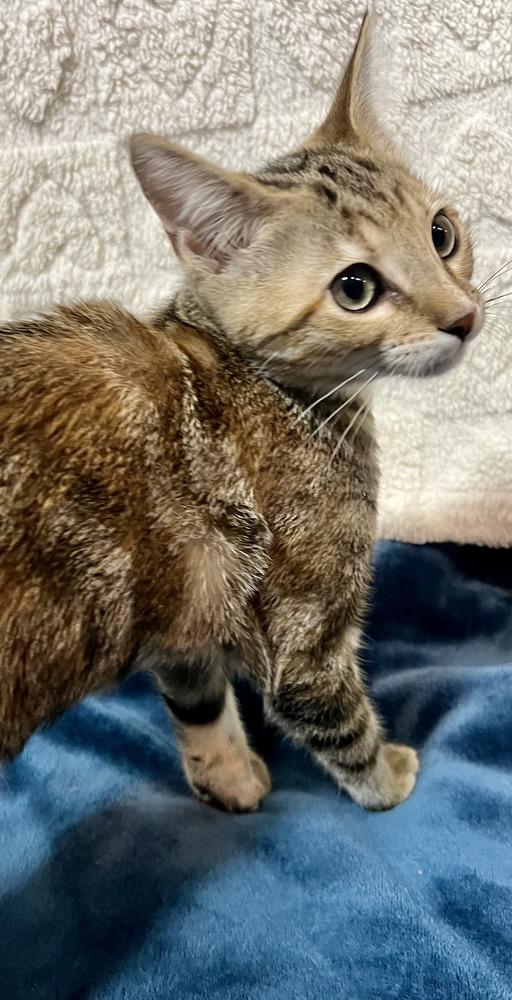 Enlarge Brookie, a Adoptable Domestic Short Hair in Salinas, CA image 2/6