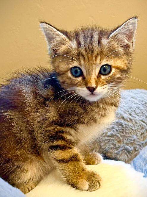 Enlarge Brookie, a Adoptable Domestic Short Hair in Salinas, CA image 3/6