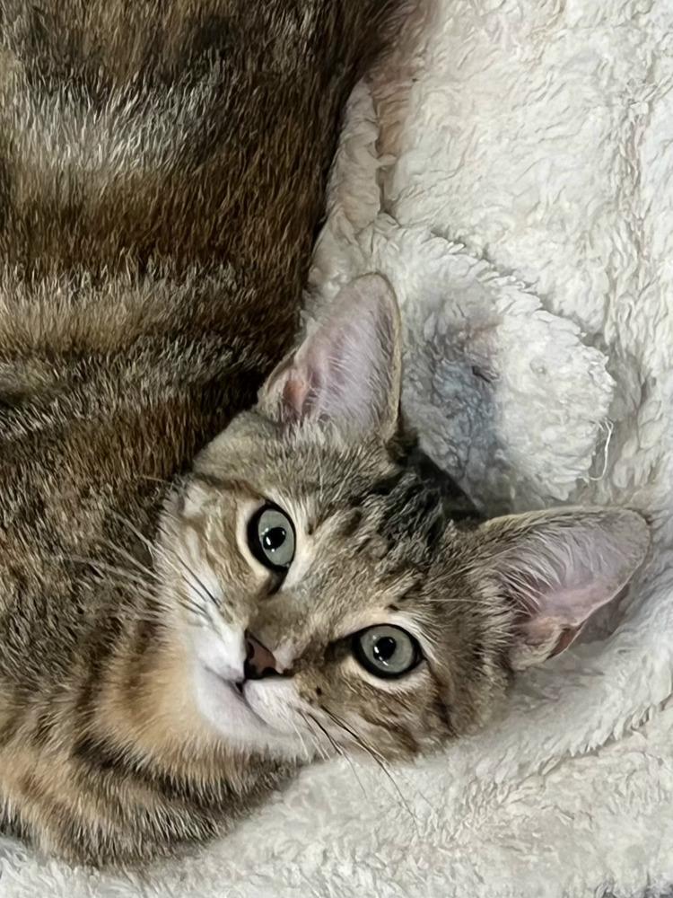 Enlarge Brookie, a Adoptable Domestic Short Hair in Salinas, CA image 4/6