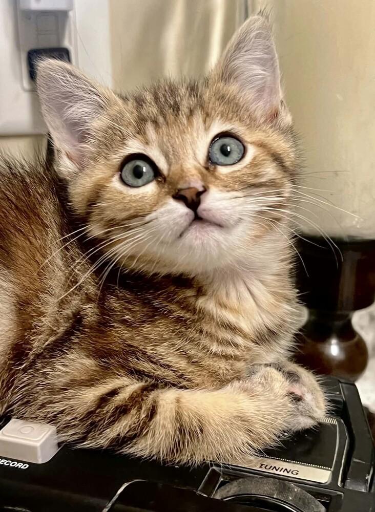 Enlarge Brookie, a Adoptable Domestic Short Hair in Salinas, CA image 5/6
