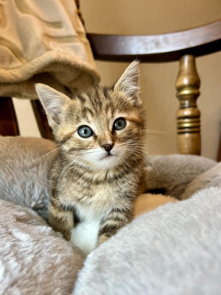 Enlarge Brookie, a Adoptable Domestic Short Hair in Salinas, CA image 6/6