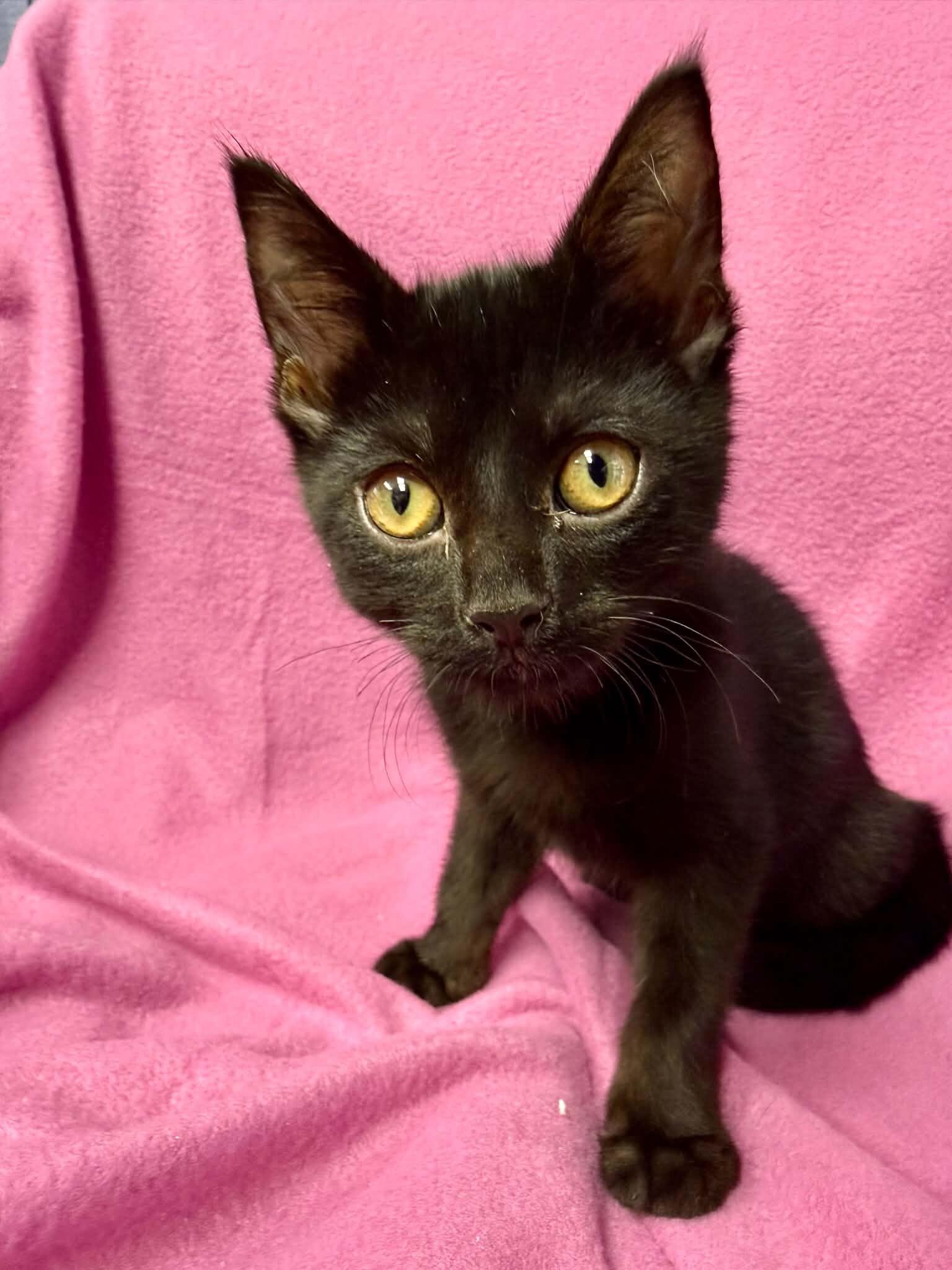 Pumpernickel, Adoptable, Kitten Male Domestic Short Hair.