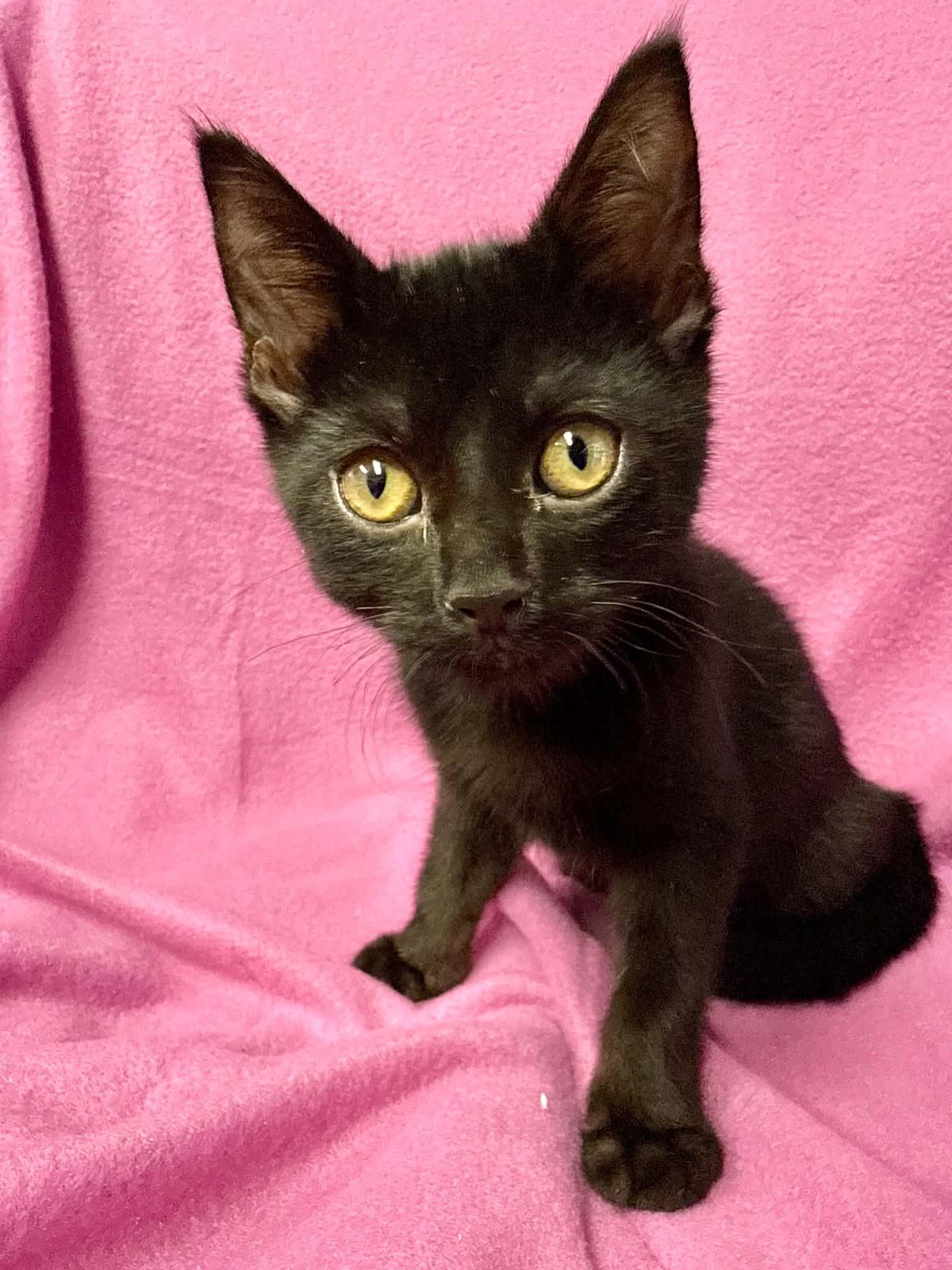 Pumpernickel, a Adoptable Domestic Short Hair in Belton, MO image 2/6