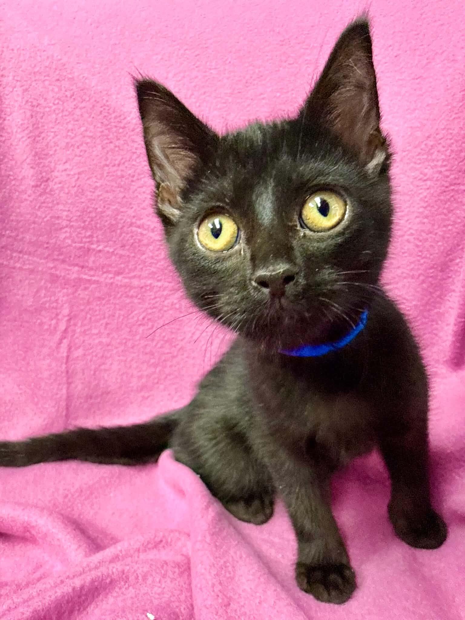 Pumpernickel, a Adoptable Domestic Short Hair in Belton, MO image 3/6